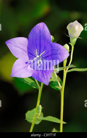 Platycodon, Balloon Flower ou Chinese bellflower (Dryas octopetala, Campanula glauca, Campanula grandiflora Banque D'Images