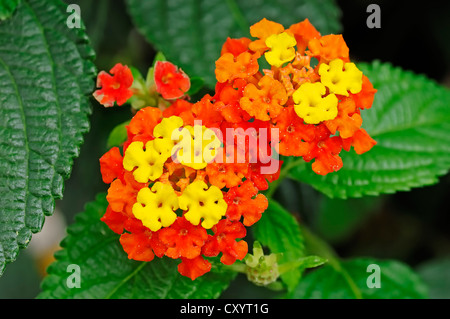 Drapeau espagnol ou West Indian Lantana (Lantana camara), fleurs, plantes ornementales, Rhénanie du Nord-Westphalie Banque D'Images