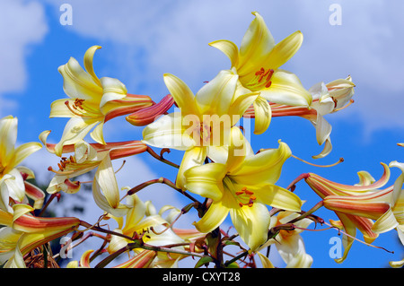 Regal (Lilium regale, Lilium myriophyllum), fleurs, originaire de la Chine, de l'horticulture ornementale, Rhénanie du Nord-Westphalie Banque D'Images