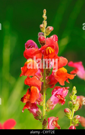 Muflier commun (Antirrhinum majus), fleurs, plantes de jardin, Banque D'Images