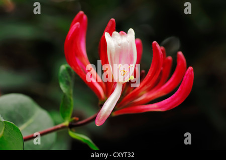 Perfoliate chèvrefeuille (Lonicera caprifolium), fleurs, plantes ornementales, Rhénanie du Nord-Westphalie Banque D'Images