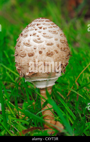 Coulemelle (Macrolepiota procera, Lepiota procera), Rhénanie du Nord-Westphalie Banque D'Images