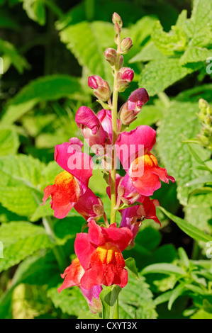 Snapdragon Antirrhinum majus (commune), la floraison, la plante de jardin, Banque D'Images