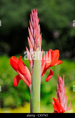 Indian shot (Canna indica), la floraison, la plante ornementale, Rhénanie du Nord-Westphalie Banque D'Images