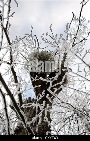 Le gui poussant sur un chêne de givre sur les branches. Banque D'Images