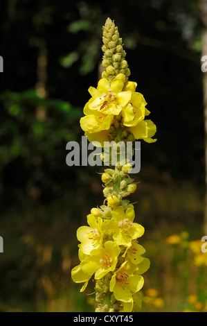 Grande fleur, molène (Verbascum densiflorum), la floraison, la Rhénanie du Nord-Westphalie Banque D'Images