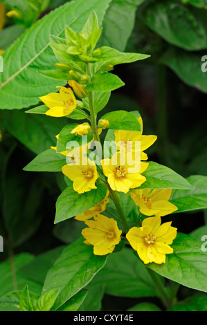 La salicaire pourpre, jaune jardin salicaire (Lysimachia vulgaris), Rhénanie du Nord-Westphalie Banque D'Images