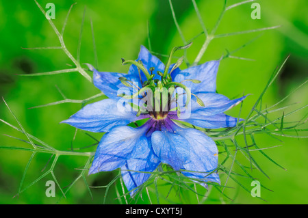 Love-dans-un-mist (Nigella damascena), oranger, trouvés dans le sud de l'Europe, cultivé comme plante médicinale, Rhénanie du Nord-Westphalie Banque D'Images