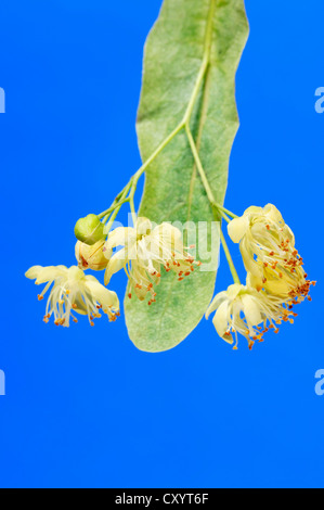 Tilleul à grandes feuilles (Tilia platyphyllos), fleurs, Rhénanie du Nord-Westphalie Banque D'Images