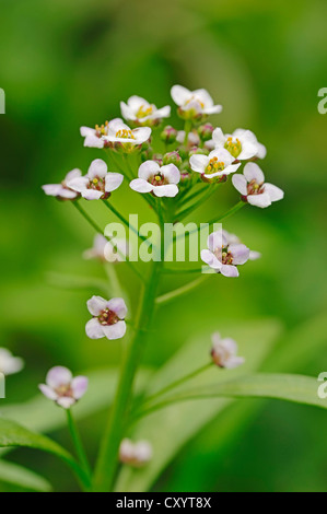 Sweet alyssum, sweet alison (Lobularia maritima, Alyssum maritima), trouvés sur les Canaries, les Açores et Madère Banque D'Images