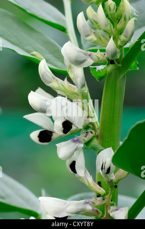 La fève, fèves (Vicia faba), fleurs, plante cultivée, Rhénanie du Nord-Westphalie Banque D'Images