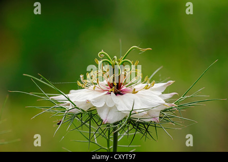 Love-dans-un-Mist (Nigella damascena), oranger, trouvés dans le sud de l'Europe, cultivé comme plante médicinale, Rhénanie du Nord-Westphalie Banque D'Images