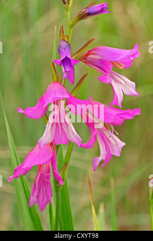 Glaïeul (Gladiolus illyricus sauvages), les fleurs, le sud de la France, France, Europe Banque D'Images