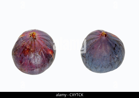 Figues (Ficus carica) Banque D'Images