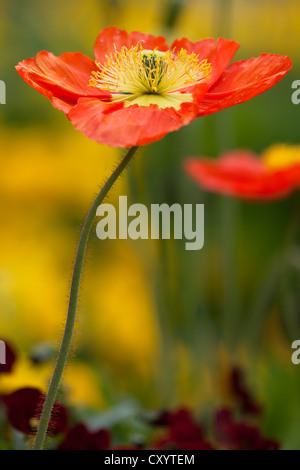 Fleur de pavot (Papaver sp.) sur l'île de Mainau, sur le lac de Constance, Bade-Wurtemberg Banque D'Images