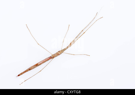 Aile rose (Sipyloidea Sipylus phasme), trouvés en Asie du sud-est, captive, Bergkamen, Rhénanie du Nord-Westphalie Banque D'Images