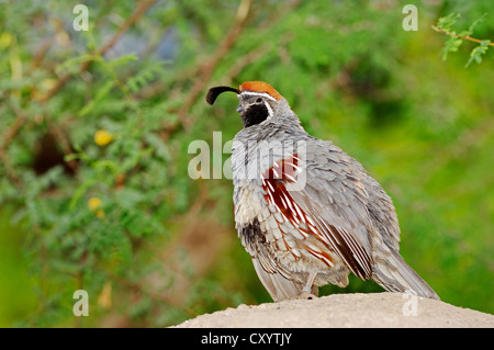 De Gambel (caille, Callipepla gambelii Lophortyx gambelii), homme, trouvés en Amérique du Nord, captive, Florida, USA Banque D'Images