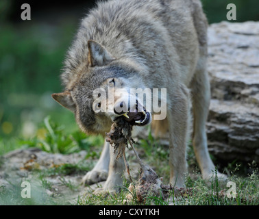 Wolf (Canis lupus) de manger sa proie, dans une enceinte, Basse-Saxe Banque D'Images