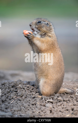 Chien de prairie (Cynomys ludovicianus), originaire d'Amérique du Nord, dans une enceinte, Thuringe, PublicGround Banque D'Images