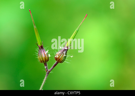 Bourgeon d'une plante Robert, Red Robin, la mort venir rapidement, Storksbill ou Robert géranium (Geranium robertianum), Zug, Suisse Banque D'Images