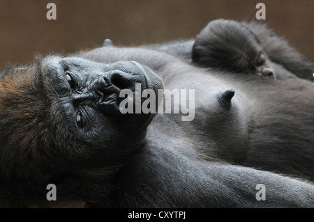 Gorille de plaine de l'ouest (Gorilla gorilla gorilla), la mère et l'enfant, au repos, en captivité des espèces d'Afrique, les animaux de zoo, Basse-Saxe Banque D'Images