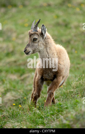 Jeune Bouquetin des Alpes (Capra ibex), Mt, Niederhorn Suisse, Europe Banque D'Images