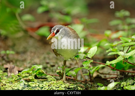 White-browed crake (Porzana cinerea, Poliolimnas cinereus) trouvés en Asie, captive, Belgique, Europe Banque D'Images