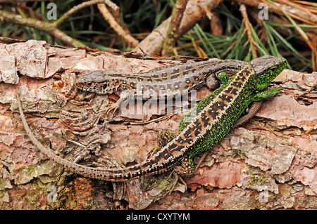 Les lézards de sable (Lacerta agilis), hommes et femmes assis sur un tronc d'arbre, le Parc national Hoge Veluwe, Gueldre, Pays-Bas Banque D'Images