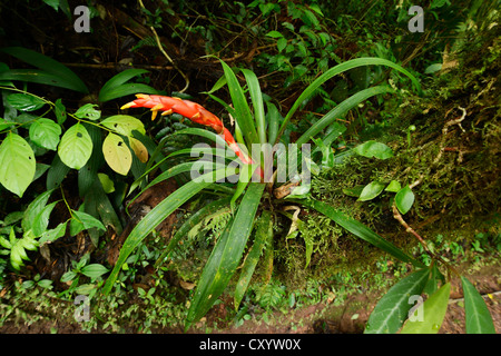 (Broméliacées Bromeliaceae) en fleur, le Parc National de Monteverde, Costa Rica, Amérique Centrale Banque D'Images