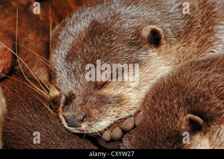 Cendrées Oriental otter (Aonyx cinerea, Amblonyx cinerea), portrait d'un coin couchage, d'animaux trouvés en Asie, captive Banque D'Images