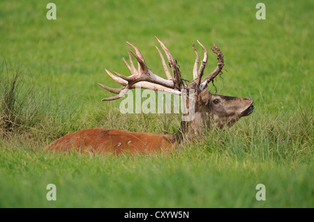 Red Deer (Cervus elaphus), couché dans un trou bourbeux, demeure de Velvet sur les bois, de l'état réserve de chasse, Basse-Saxe Banque D'Images