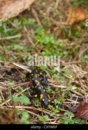 (Salamandra salamandra salamandre de feu), près de Lionza, Tessin, Suisse, Europe Banque D'Images