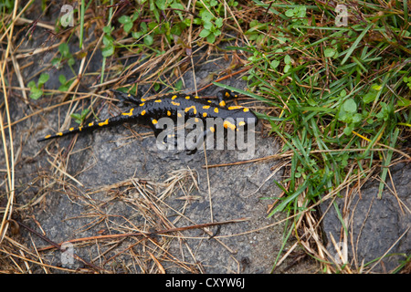 (Salamandra salamandra salamandre de feu), près de Lionza, Tessin, Suisse, Europe Banque D'Images