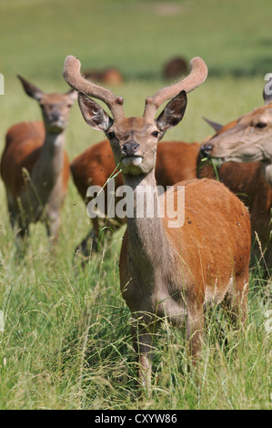 Red Deer (Cervus elaphus), les jeunes en velours de cerf, d'alimentation, de la navigation, à l'arrière du troupeau, de l'état réserve de chasse, Basse-Saxe, PublicGround Banque D'Images