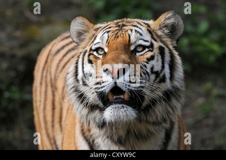 Siberian Tiger, tiger (Panthera tigris altaica), zoo, Basse-Saxe Banque D'Images