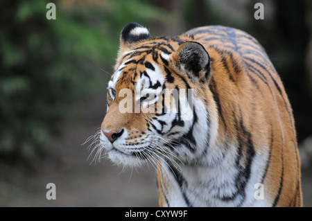 Siberian Tiger, tiger (Panthera tigris altaica), zoo, Basse-Saxe Banque D'Images