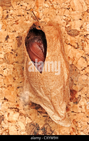 Atlas moth (Attacus atlas), chrysalide dans le cocon, originaire d'Asie du Sud-Est, la Chine et l'Inde, captive, Pays-Bas, Europe Banque D'Images