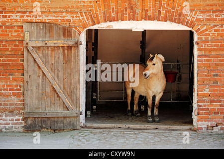 Cheval Fjord Fjord norvégien ou le Cheval (Equus ferus caballus), dans l'étable, Rhénanie du Nord-Westphalie Banque D'Images