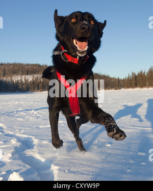 Lecture de chien de traîneau, Alaskan Husky, dans le faisceau, Territoire du Yukon, Canada Banque D'Images