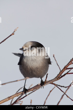 Geai Gris, Gris aussi Jay Jay, le Canada, ou Whiskey Jack (Perisoreus canadensis), Territoire du Yukon, Canada Banque D'Images