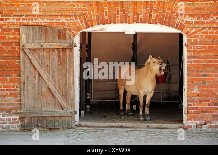 Cheval Fjord Fjord norvégien ou le Cheval (Equus ferus caballus), dans l'étable, Rhénanie du Nord-Westphalie Banque D'Images