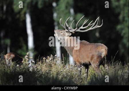 Red Deer (Cervus elaphus) stag, rugissant au cours de saison du rut, state game reserve, Basse-Saxe, PublicGround Banque D'Images