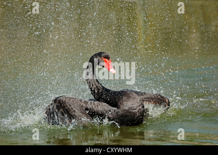 Cygne noir (Cygnus atratus), baignade, trouvés en Australie, captive, mais s'est échappé, Rhénanie du Nord-Westphalie Banque D'Images