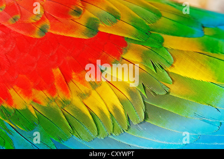 Hybride d'ara rouge et rouge et vert macaw (Ara macao Ara chloroptera x), vue de détail des plumes Banque D'Images