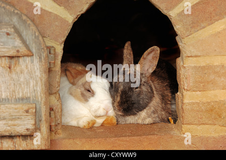 Les lapins domestiques (Oryctolagus cuniculus forma domestica), assis dans un clapier Banque D'Images