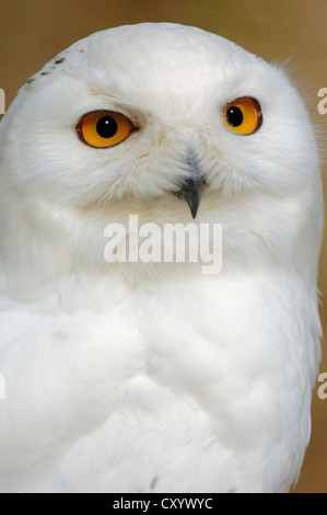 Le harfang des neiges (Bubo scandiacus, Bubo scandiaca, Nyctea scandiaca), homme, portrait, originaire du nord de l'Europe, de Sibérie Banque D'Images