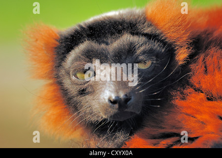 Noir et blanc de la gélinotte lemur (Le Varecia variegata rubra, le Varecia variegata ruber), originaire de Madagascar, captive Banque D'Images