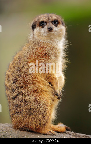 Meerkat (Suricata suricatta), jeune animal, originaire d'Afrique, captive, Rhénanie du Nord-Westphalie Banque D'Images