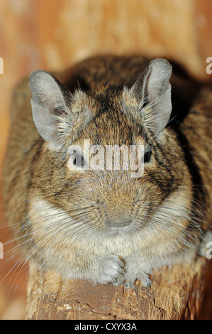 Degu (dégus Octodon), originaire de chili, captive, Rhénanie du Nord-Westphalie Banque D'Images