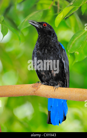 Fée asiatique-Bluebird (Irena puella), homme, originaire d'Asie, captive Banque D'Images